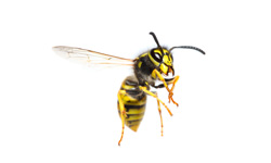 Wasp Nest Removal and Control